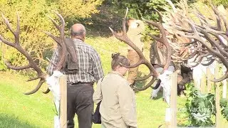 Gímszarvas trófeaszemle a Gyulaj Zrt.-nél - 184. adás - 2017.10.14-i adás