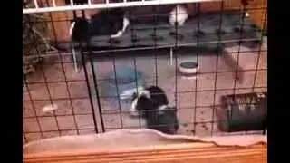 Guinea pigs in motion - Jan.14, 2014