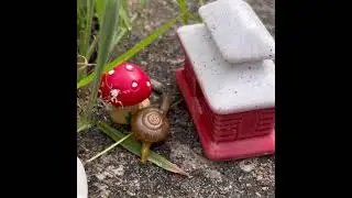 Snails Friends 