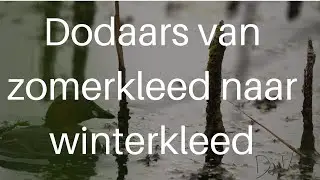 Dodaars van zomerkleed naar winterkleed / Little Grebe #461