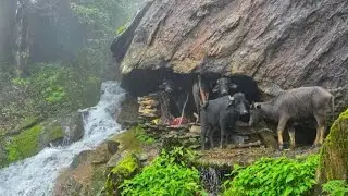 Himalayan Shepherd Lifestyle|| Daily Activities And Nepali People Very Hard Working||