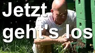 Jetzt geht die Post ab - Ablegerbildung - Am Flugloch