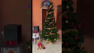 #petra #natale #auguri #shortsyoutube #shortsvideo #shorts #barboncinonano #barboncino #toy