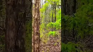 Tiger Roar Sound | Tiger Growling Sound | Kabini | Nagarhole