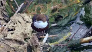 White-throated Dipper (Cinclus cinclus)