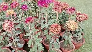 There is a wide range of beautiful flowers at the Chrysanthemum Flower Show in Chandigarh. #flowers