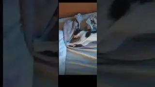 when you're cat is sleeping and doing this 😂😂 #aceupdate #cat #catlover
