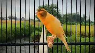 Tops Song to Train Your Canary to Sing Beautifully‼️ Belgian Canary