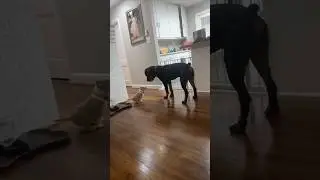 Реакция их собаки на нового щенка 😂