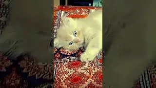 Full video in id  🐱💖 #persiancat #catshorts #viralcatvideo #catfunnyvideo #whitecat #browncat