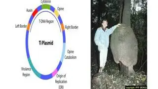 Agrobacterium T-DNA transfer