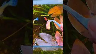 Mini Grapes Update 😱! #ytshorts #shrots #aquarium #snail #animals #pet #fish #nature #plantlover