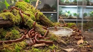 unearthing the enigma: The Red Millipede's Subterranean World