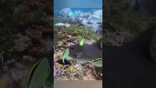 Oceanic Triggerfish Visits Cleaning Station