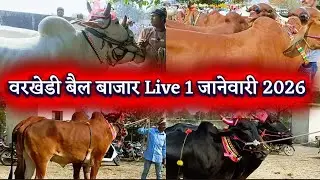 प्रसिद्ध वरखेडी बैल बाजार Live 1 जानेवारी 2026 🟠 || varkhedi bail bajar 1 जानेवारी 2026 😱🔥 टॉप जोडी 