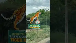 Sathyamangalam Tiger Reserve forest, Tamil Nadu, India 🇮🇳
