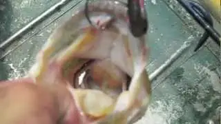 Bass Fishing Early Summer (KeeP ReeLing)