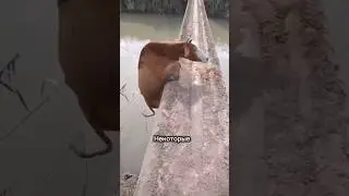 Животные, которые ошиблись в дикой природе&hellip;😱🐾