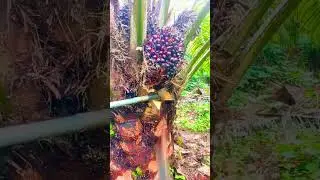 Bamboo shoots, palm fruit#agriculture#rural life#farming#planting #naturallife#garden#Harvesting