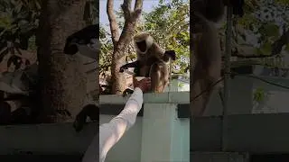 सुकून 🥰 Emotional Video | Animal Lover | Short Video #shorts #animals #viral