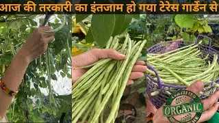 harvesting organic vegetables from terrace garden ।#बरवाटी September
