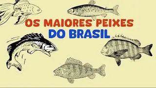 OS MAIORES PEIXES DO BRASIL!