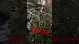 Legal medical grow under RCW 69.51A, registered with Washington department of health.