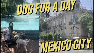 We volunteered to walk shelter dogs for a day in Mexico City - you can too! (Roma Norte dog tour)