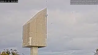 Girri and Diamond flying in the wind, FalconCam Project, Orange NSW, 18 January 2026