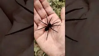 Dolomedes plantarius, pregnant female, size compared to adult hand - Holte, Denmark