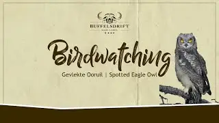 Owl Awareness Day | 2024