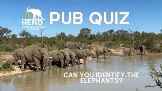 A HERD Virtual Pub Quiz | Who Can You Identify in the Elephant Herd?
