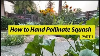 How to Hand Pollinate Squash: Part 1