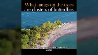 Mystical Butterfly Migration: Witness the Enchanting Clusters of Butterflies on Tree for Hibernation