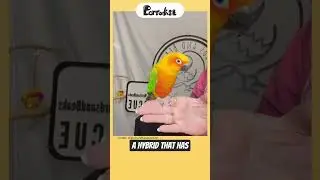 Почему солнечные попугаи похожи на Джендей? 😲