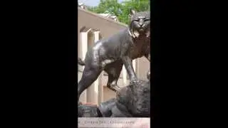 JWU Denver Wildcat Statue Installation Video 2015