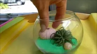 Sea Foam Terrarium -- Available for Sale at AirPlantShop.com