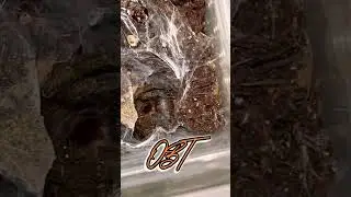 FAST OLD WORLD OBT BITE #tarantula #shortsfeed