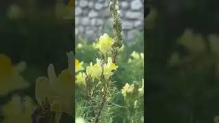 Linaria vulgaris Yellow Toadflax Health Benefits Detox Benefits