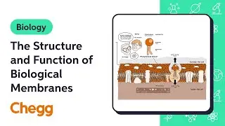 The Structure and Function of Biological Membranes | Introduction to Biology