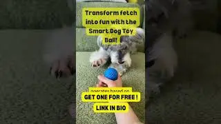 Transform Fetch Into Fun With The Smart Dog Toy Ball | #dog #dogshorts #dogday