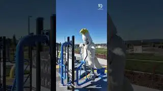 South Jerrabomberra Outdoor Gym - Crackers the Cockatoo &ndash; OCTOBER - 2025