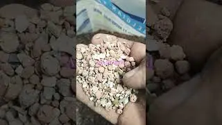 Multi Mineral mix Grit for Racing & Breeding Pigeons #acropetworld #pigeon #racingpigeon