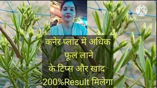Tips /Fertilizer for maximum flowering in Oleander/Kaner plant 200 % Result