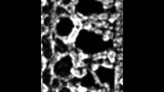Dynein repeat cycle reconstruct