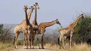Farm Animal World- Giraffe, Dear, Monkey, Camel, Polar Bear,  Leopard, Wolf, Fox - Animal Videos