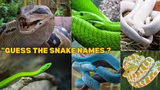 Snake Names for Kids |Learn 20 Types ofSnakes in English |Preschool & ToddlerLearning Video