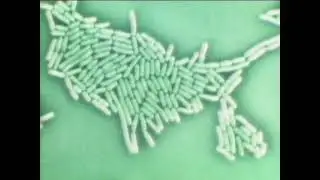 SELECTED LACTOBACILLUS &ndash; STRAIN SHIROTA -
