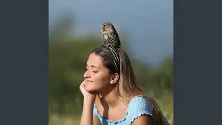 Harmony In Nature Sounds