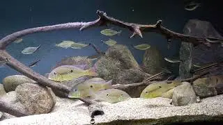 Geophagus, Guianacara, Anostomus, Moenkhausia, Leporinus